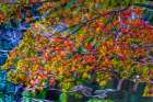 Colorful Autumn foliage, Heian-jingu Shrine, Kyoto, Japan. Art Print
